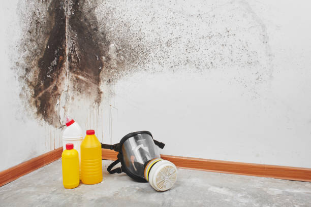 Best Mold Removal Company Near Me  in Blacksburg, VA
