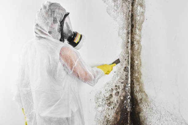 Best Home Mold Removal  in Blacksburg, VA