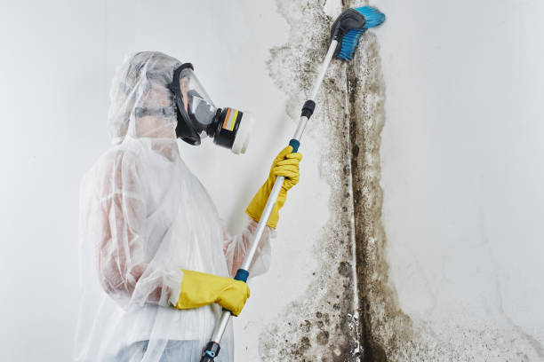 Best Affordable Mold Removal  in Blacksburg, VA