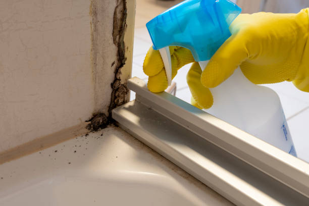 Best Mold Remediation  in Blacksburg, VA