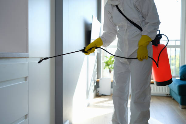 Best Mold Remediation  in Blacksburg, VA