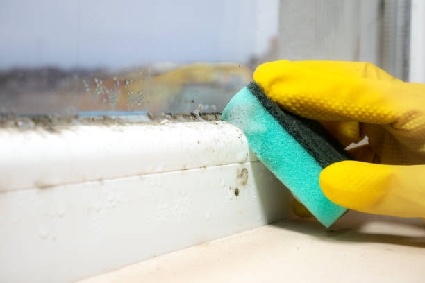 Attic Mold Removal in Blacksburg, VA