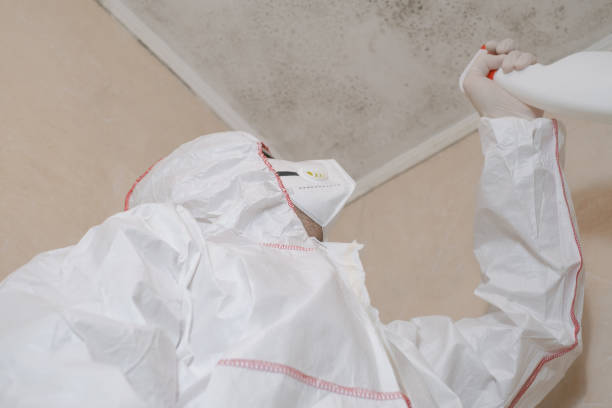 Best Toxic Mold Removal  in Blacksburg, VA