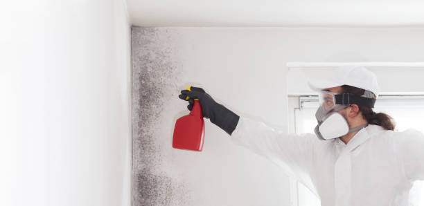 Home Mold Removal in Blacksburg, VA