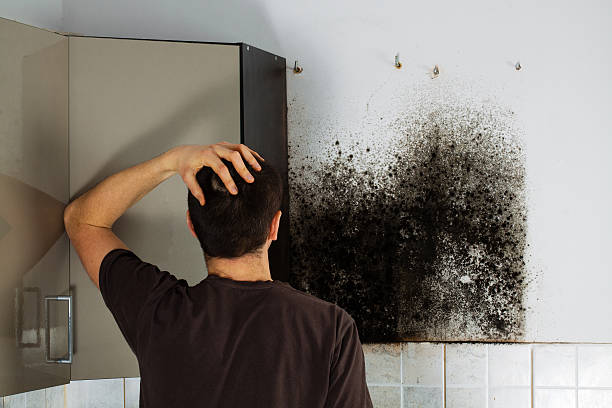 Best Local Mold Removal Service  in Blacksburg, VA