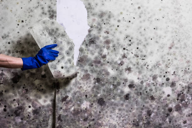 Best Home Mold Removal  in Blacksburg, VA