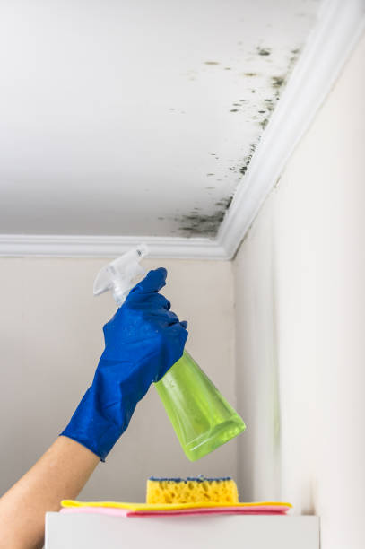Reliable Blacksburg, VA Mold Removal Solutions