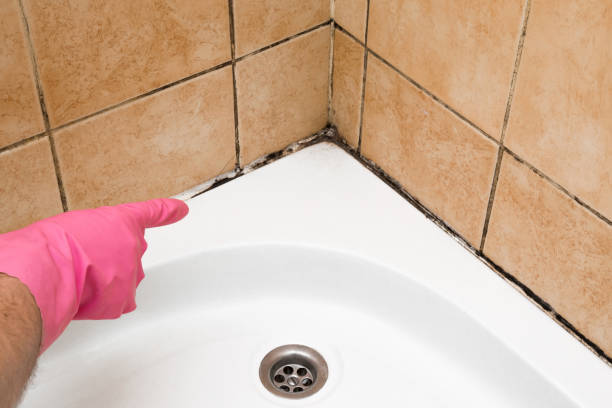 Best Professional Mold Removal  in Blacksburg, VA